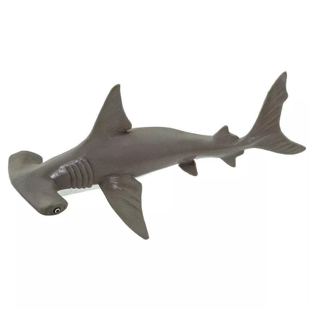 Hammerhead Baby Shark