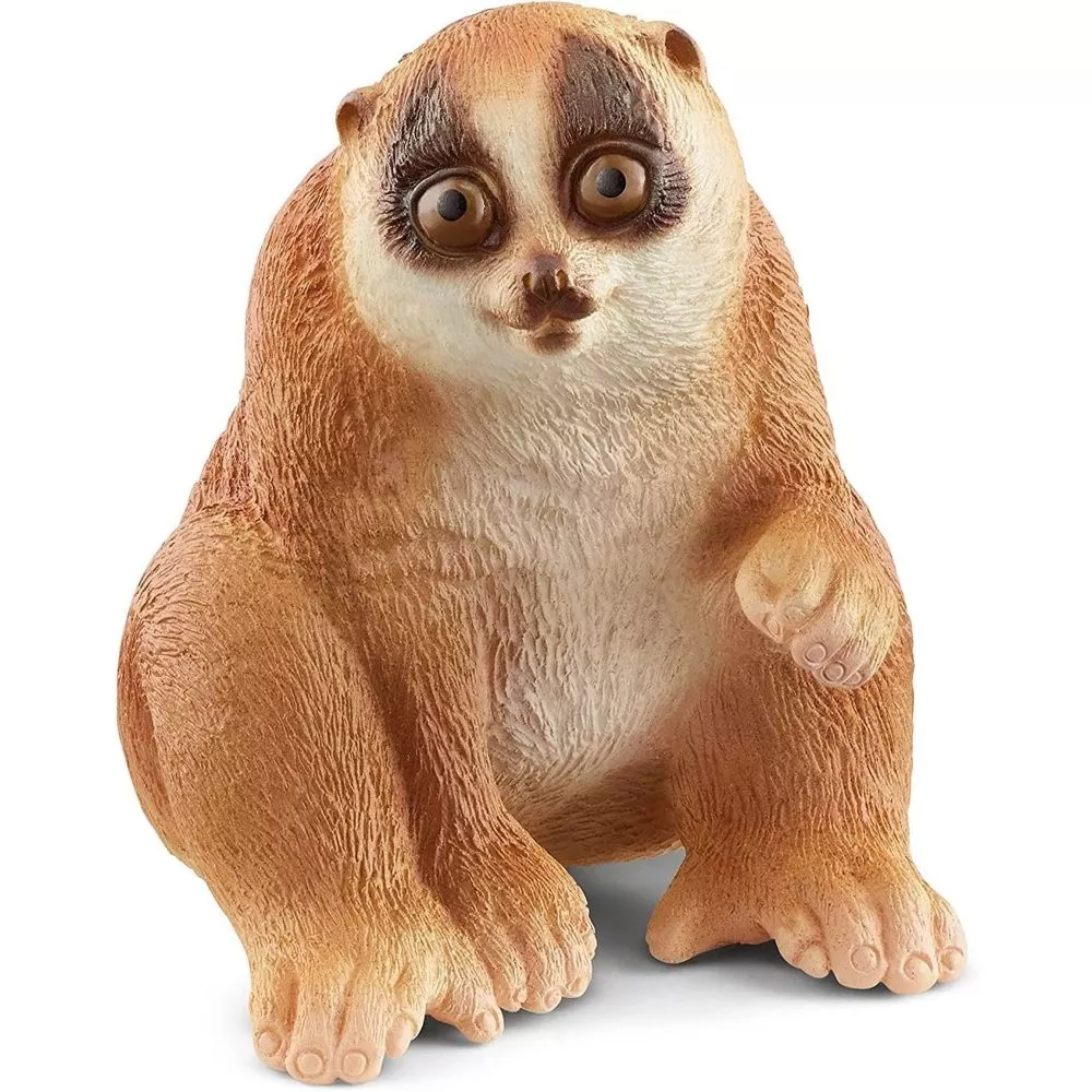 Slow Loris